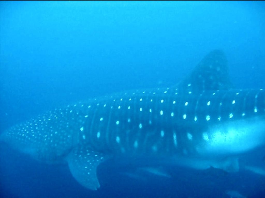 6bab6f23-b6fd-4d3a-8fbf-5560736896e4