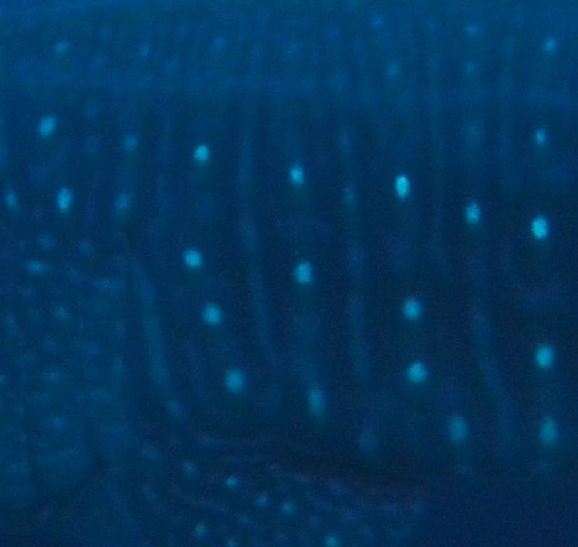 61dabeee-3d40-4e43-85e4-9cce8091850c