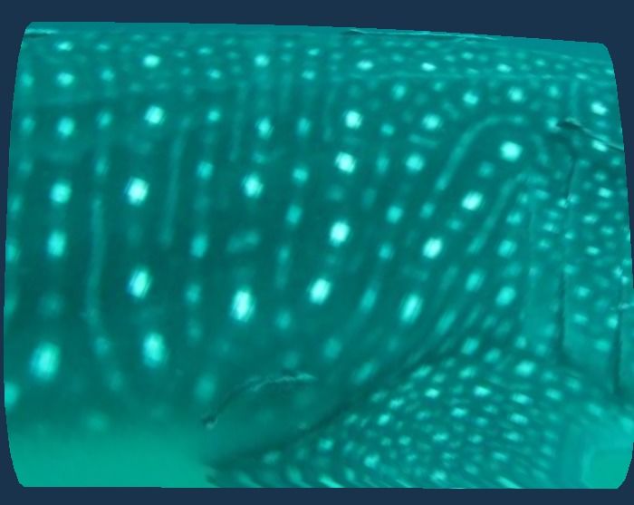 5e0bbac5-bd80-45a3-b07a-7aa4c59ee5da