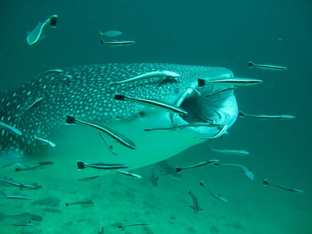 5e0bbac5-bd80-45a3-b07a-7aa4c59ee5da