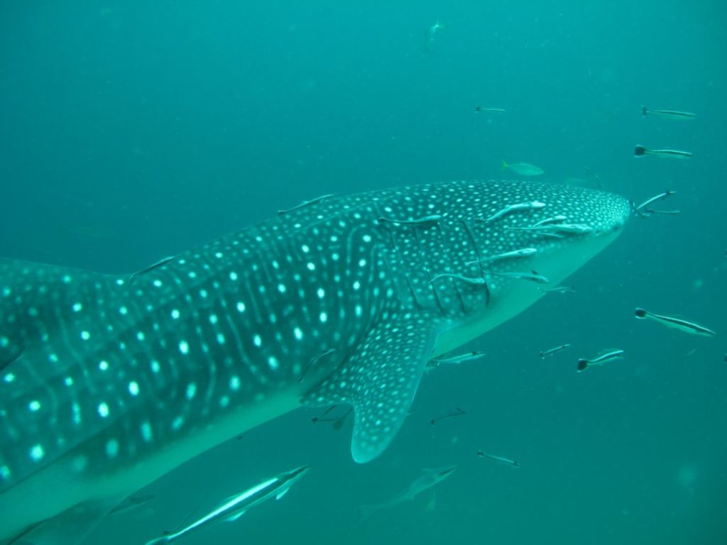 5e0bbac5-bd80-45a3-b07a-7aa4c59ee5da