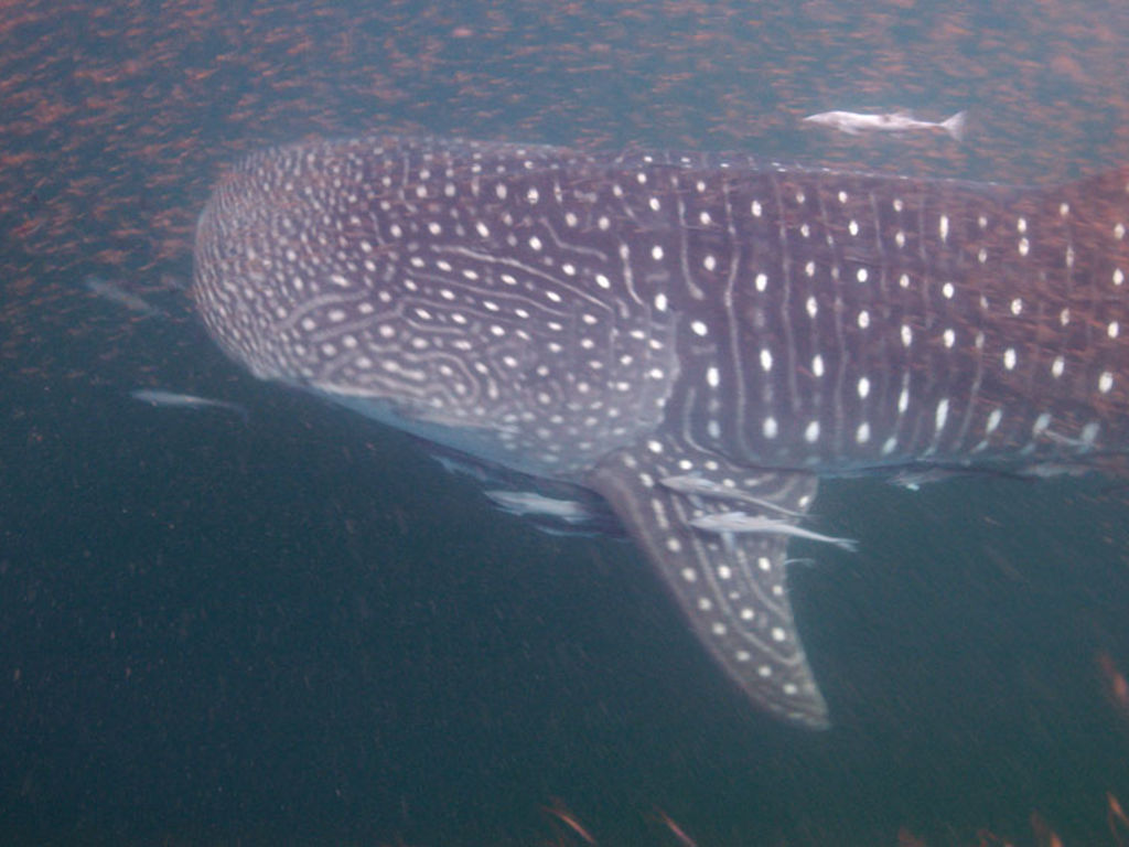 f70e58ce-b04b-4ec8-8d8f-6cf4e26a5dca