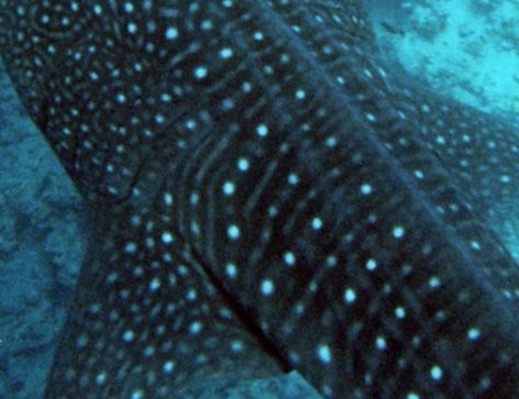 a1105b2c-c96b-4f75-bf28-92f4d3f48bdc