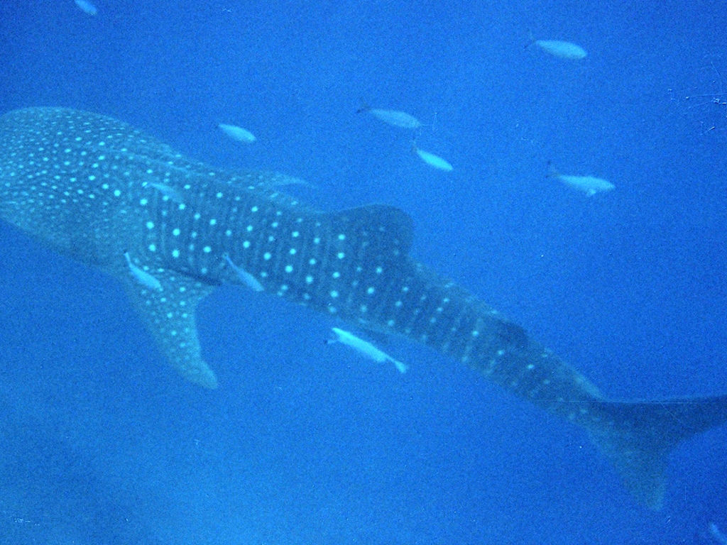 a1105b2c-c96b-4f75-bf28-92f4d3f48bdc