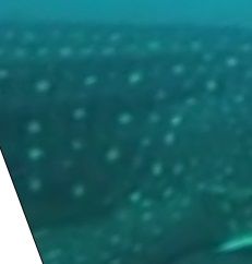 ce3634cc-92b6-4457-b76d-e3a3e15f98f3