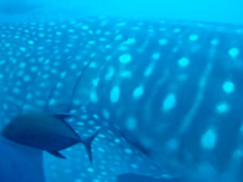 e4e40dd7-2f0f-4a89-bb3d-f8b413f32f3c