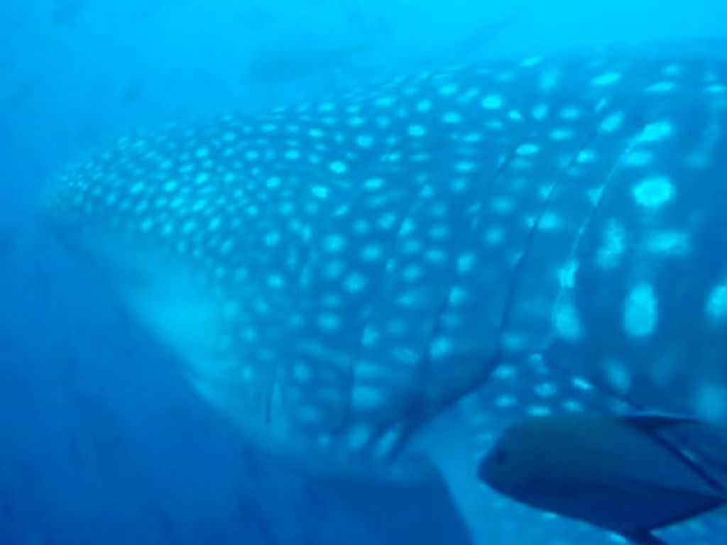 e4e40dd7-2f0f-4a89-bb3d-f8b413f32f3c