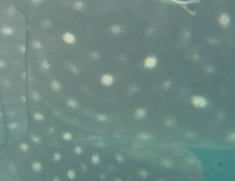 93f2438c-752a-47b2-9887-cc73373ef0e8