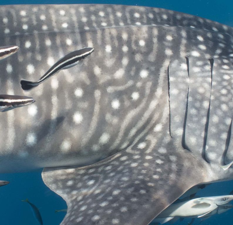 1ee30e0b-3c02-40b7-b6e2-7094695bc8e5