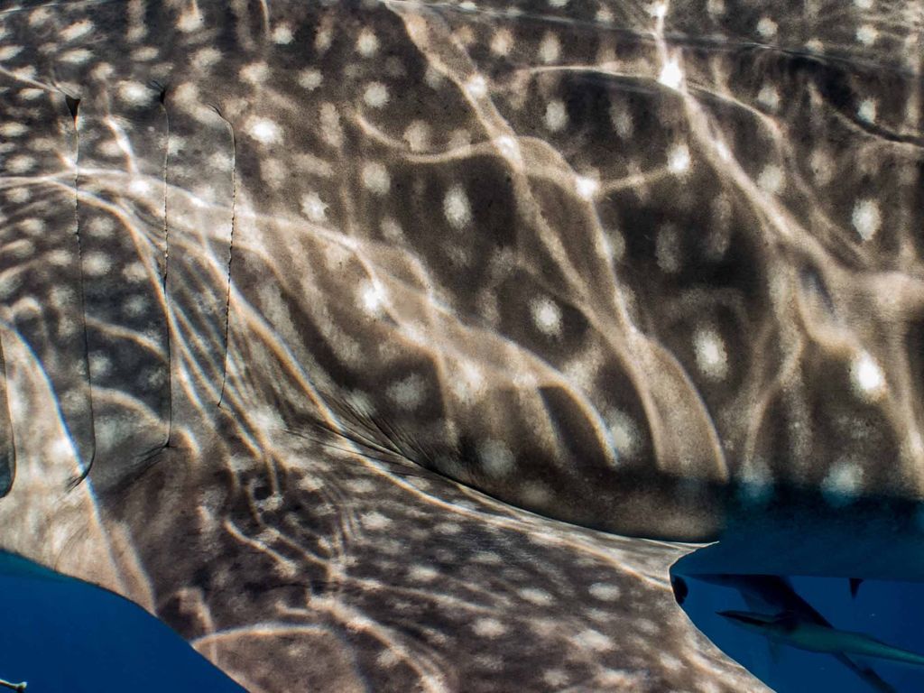 1ee30e0b-3c02-40b7-b6e2-7094695bc8e5