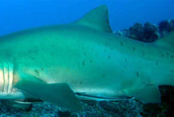 f52a0dae-5be0-413c-8b80-5fa5f956fcda