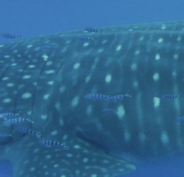 6729c603-c77c-4e18-929c-dcfa6e1f27a2