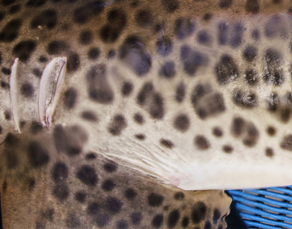 ff133063-1978-489b-a625-a22c9e471fc5