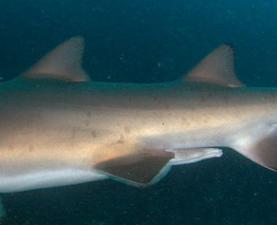 ceaf4ced-0c46-43bb-b96f-d92057d92ef7