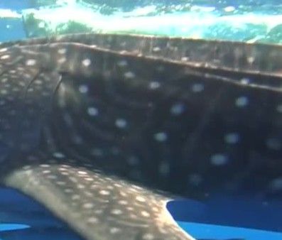 a09c295d-8d6c-419c-89c4-0b36eaecbaa5