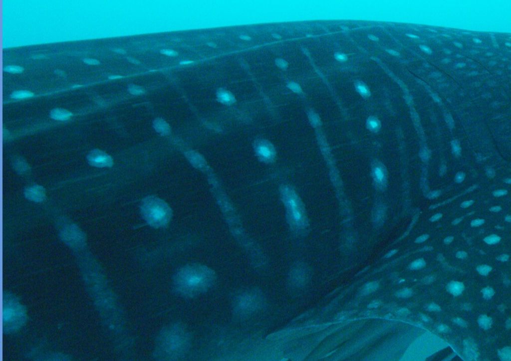 1453fb38-8abc-4155-8484-273068ea41d7