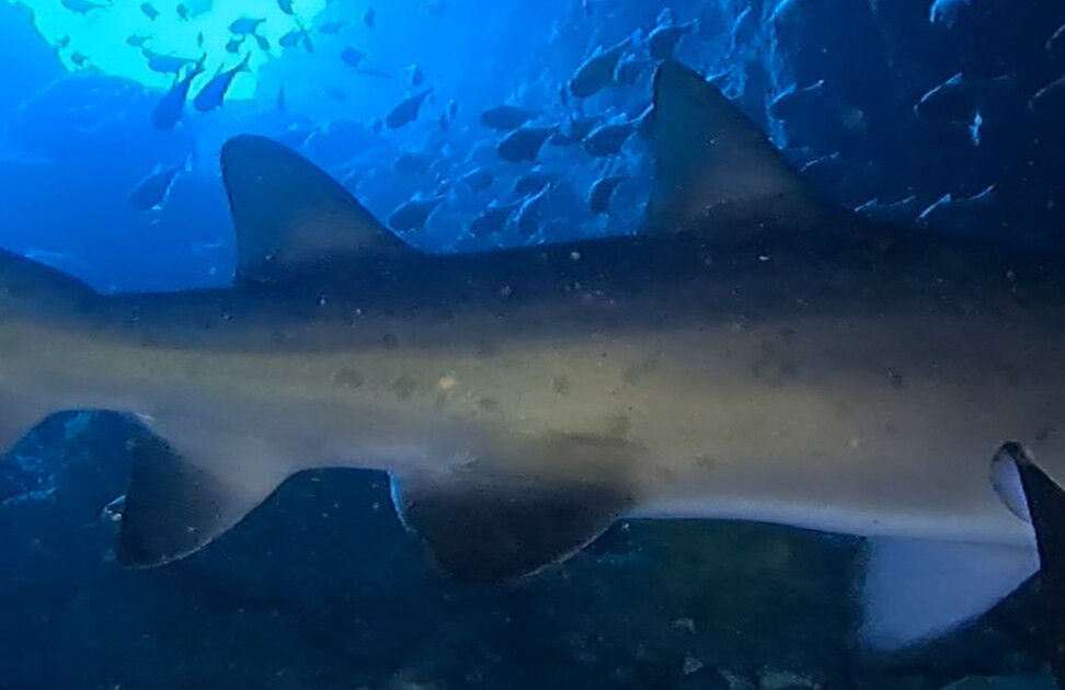 483c90d2-fbc6-4ab0-8a47-259ee04f7d83