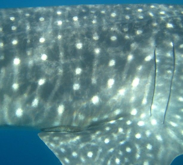 64313317-f7f2-4368-a0c1-f18d23a4a217