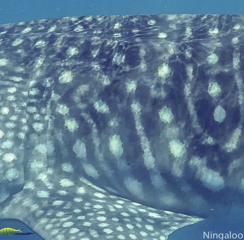 4717cde0-5c15-4bc9-af68-23d160a112dd