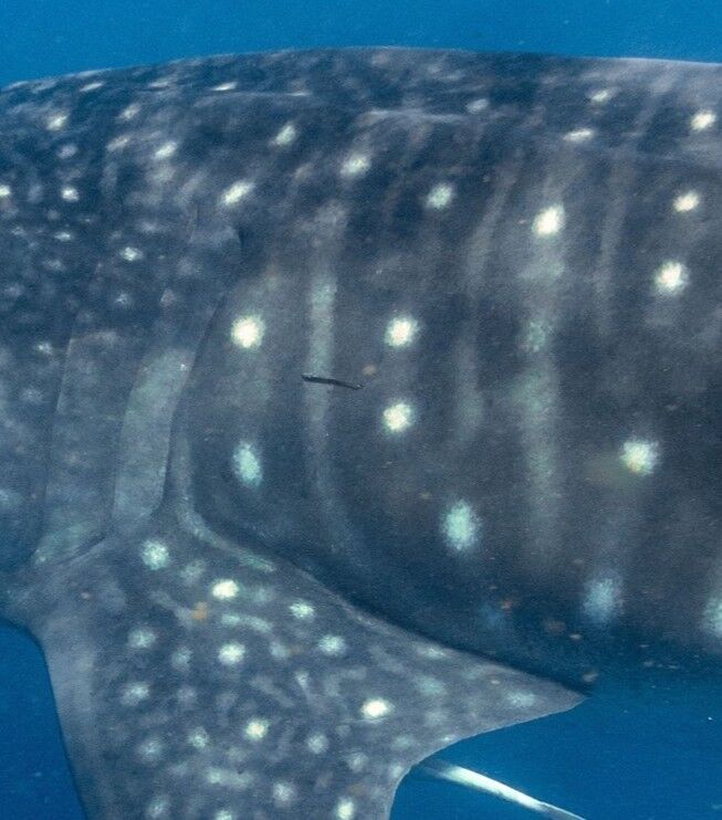 29a9e16c-cc1d-469c-9e30-58964fc048a3