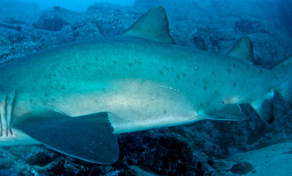 6e154147-02f5-4fb6-b28f-f77b84b07ce4