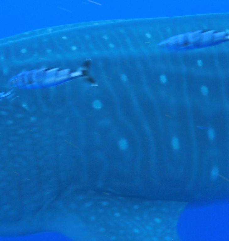 151409e0-61a9-40a0-81c2-633b8eb0b5d1