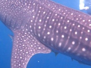 77300980-0e2a-452f-9828-ab047f8638fa