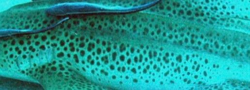 8efb8026-1d08-4587-ba39-0769dedc540d