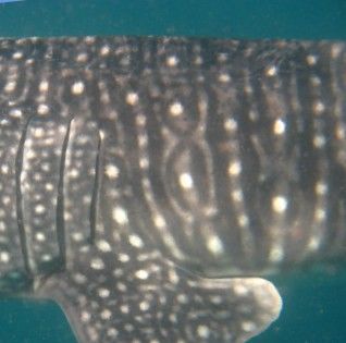 de0ece2f-c6b2-45bd-aaef-e65e95b4ecde