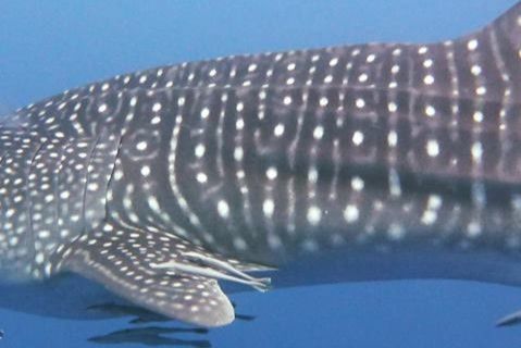 35e2d53a-2687-44e3-aeb3-a4f52aa63376