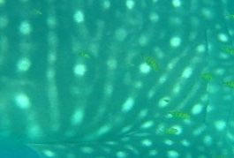 b0dbe09b-3e05-4231-b622-2ef640a9590d