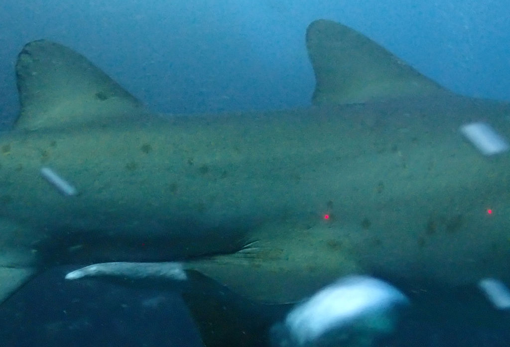 73f6d507-c683-4347-8c9e-5e51bbbfa846