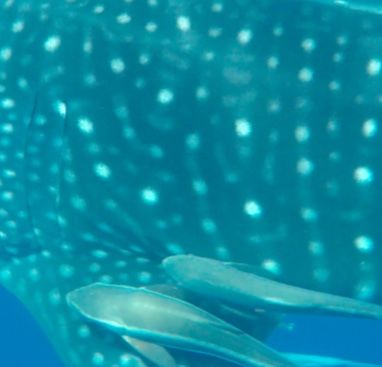 908906ef-bf06-4dde-9700-f387b18ed4ff