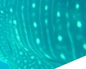 9985ee72-30e7-40e9-9839-e413ab5af1be