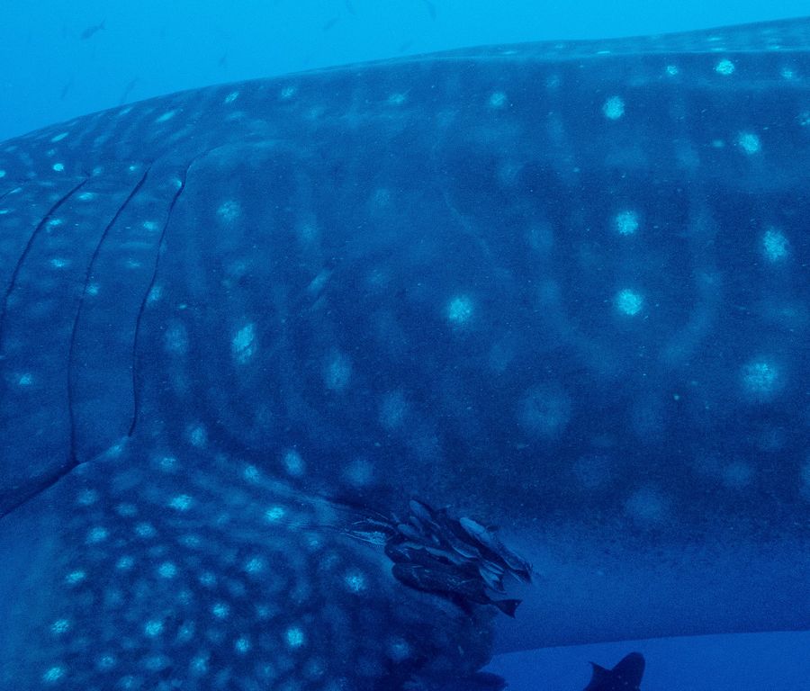 31008e44-cc33-4a2c-8a5e-56674d11c8d5