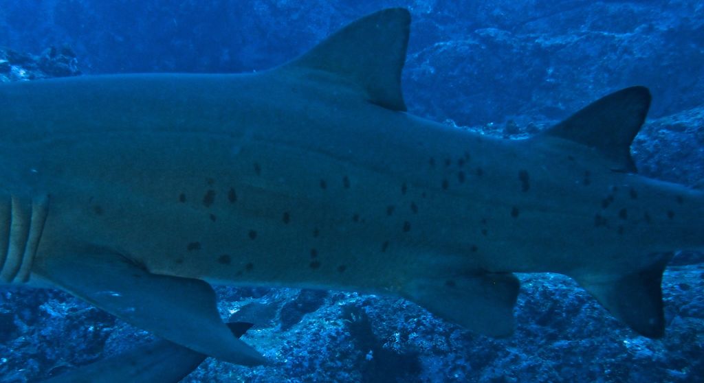 6e56c0a9-223b-4815-ac3d-1cc2ed61e091