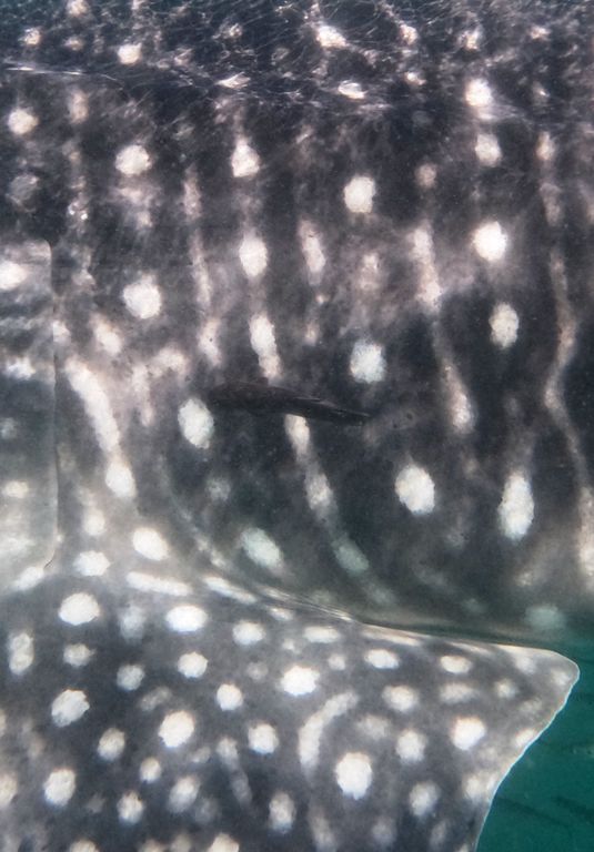 54e4e17e-aa0b-4202-bf44-f9d0c46a2416