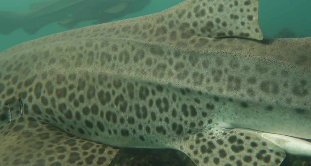 9faf2264-0022-4862-967f-2cc32fc7c12e