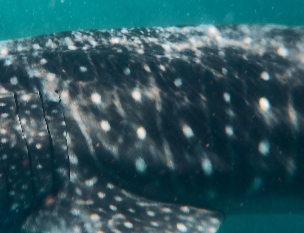 e87f22d2-d485-48c4-b999-d15982ac57e3