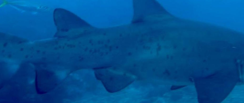 b1299b1c-9b0e-4a8f-9931-b3862854625d