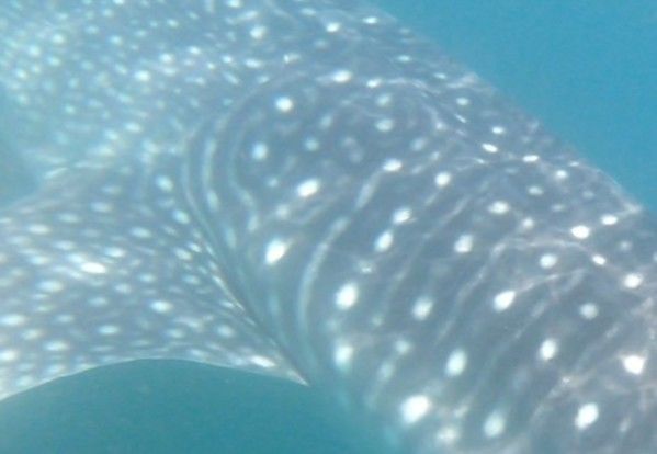 290517cd-f60b-4e67-a3cb-c1eac8c36a72