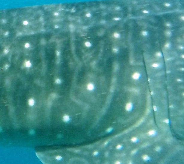 64cd1ad5-4215-4f50-b611-4e88017c460a