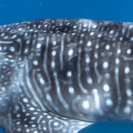 51dbca4c-6c09-47d7-b1a5-0a0e160e90af