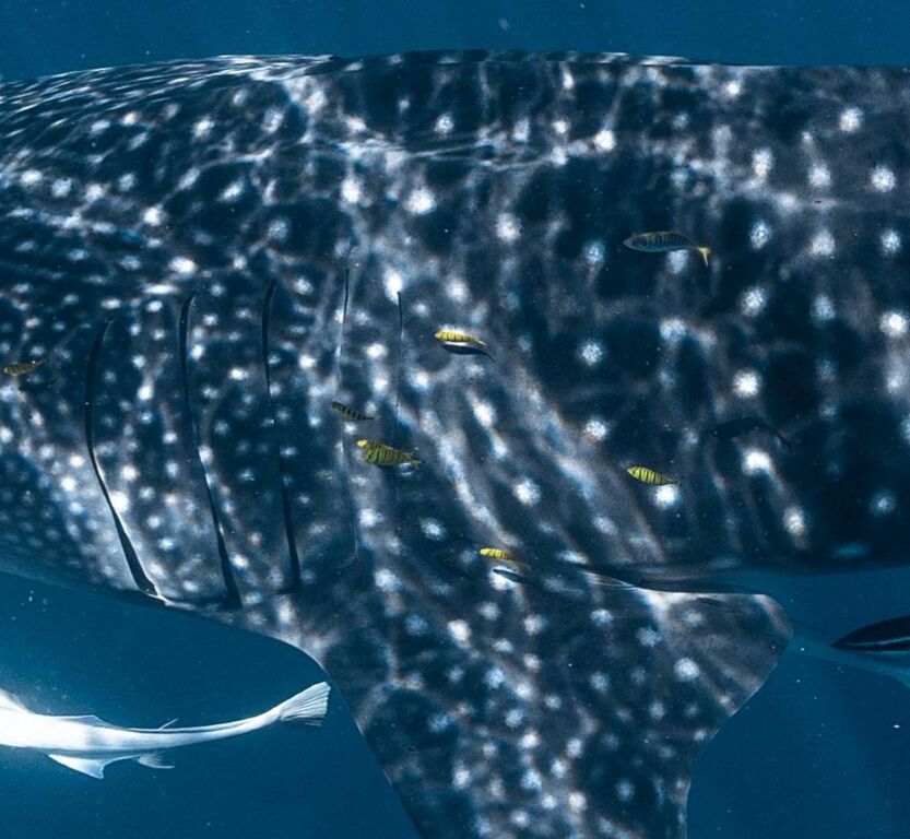 286abf0f-2244-46bf-be71-28f4c6098305