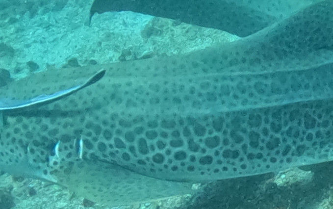 4f7f7c81-f721-4296-a393-cc1f64ff569f