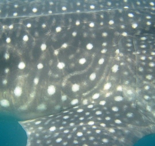 0bb18799-f4ae-4474-831b-0bdc11f3185b