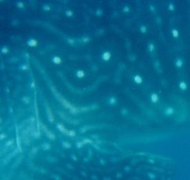 5c18c8cc-06ca-45db-b9d4-205d374b10be