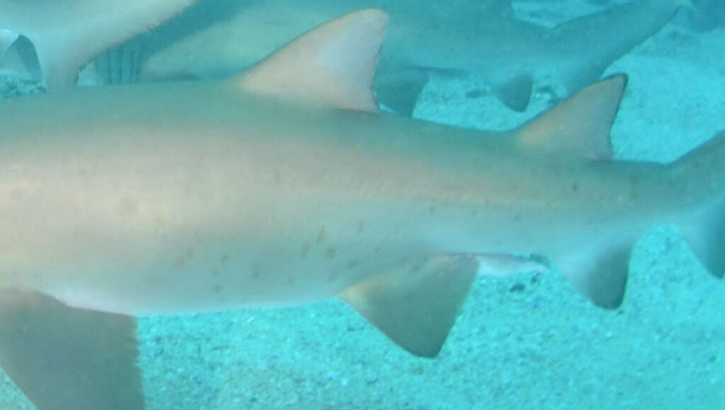 a8504f4c-3fd0-44ce-8a31-63a8823bd5ad