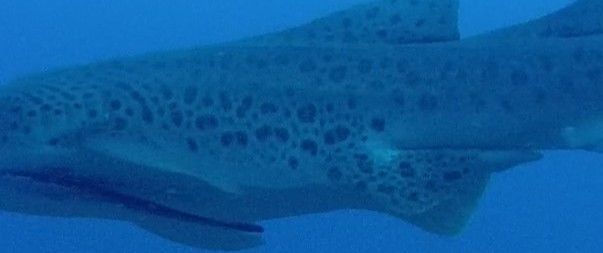 e680a062-cc1d-4e9c-9cac-cdccdec1dc9b