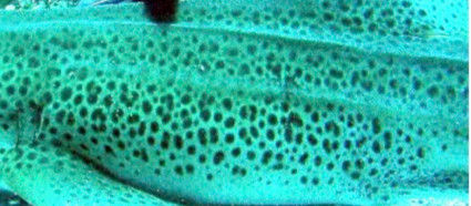 737b3133-12b3-4db8-b51c-ff70a6b73104